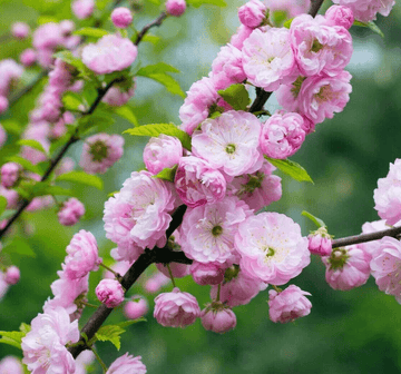 Pink Flowering Almond Shrub/Bush - 6-12" Tall Live Plant - 4" Pot - Prunus triloba - The Nursery Center
