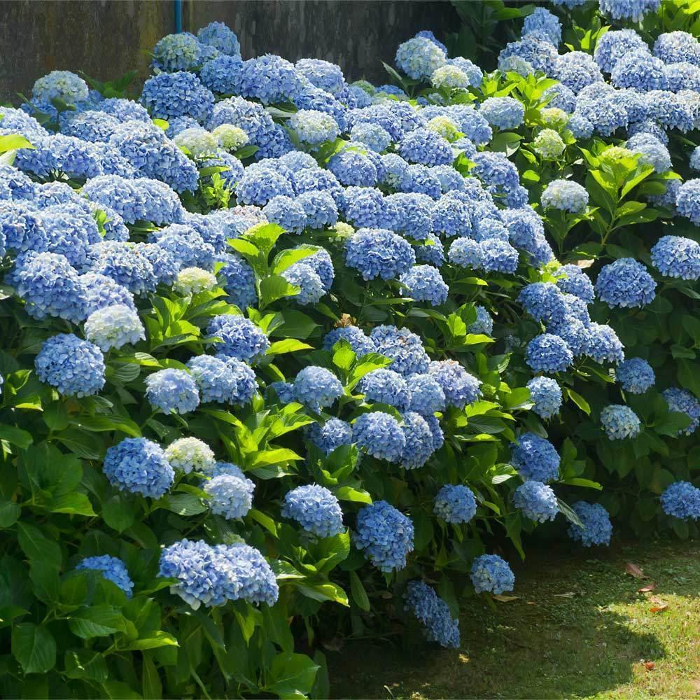 2 Nikko Blue Mophead Hydrangea Shrubs - Live Plants - 6-10" Tall - 3" Pots - The Nursery Center