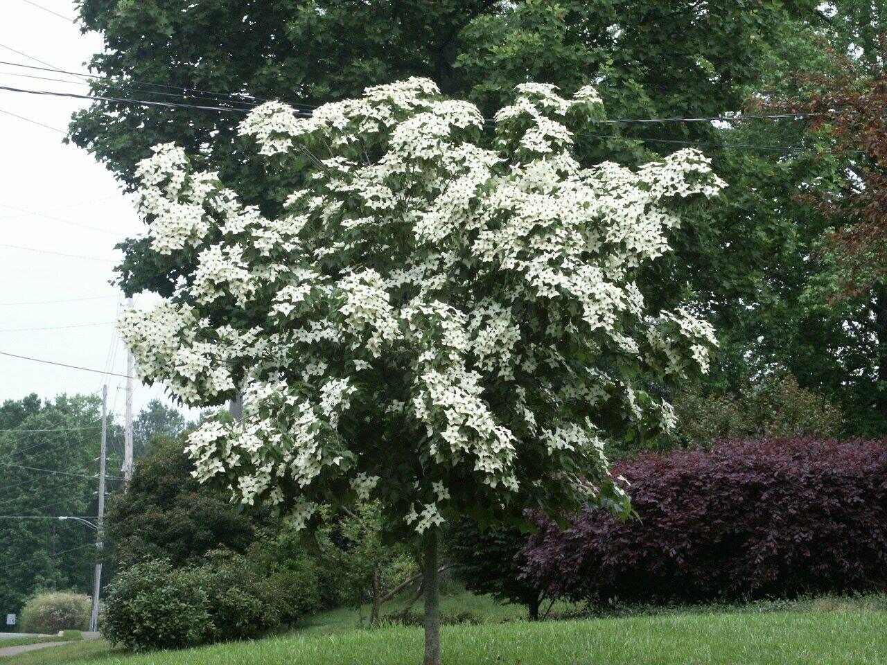 Kousa Japanese Dogwood Tree - 12-18