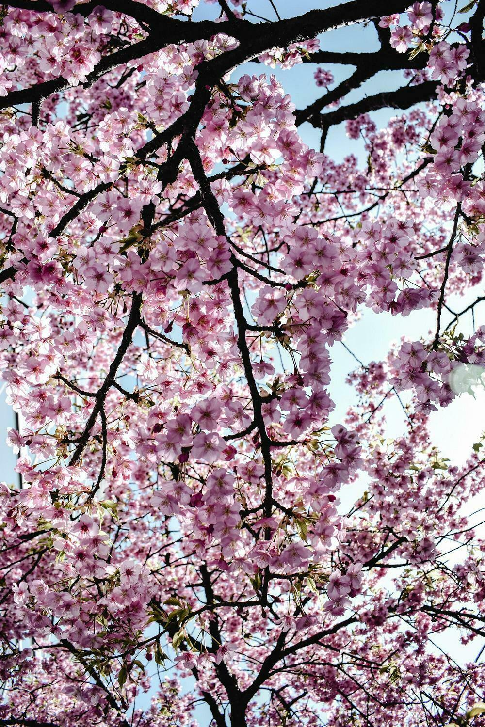 Kwanzan Flowering Cherry Tree - 36-48" Tall - Live Potted Plant - Prunus Kanzan - The Nursery Center