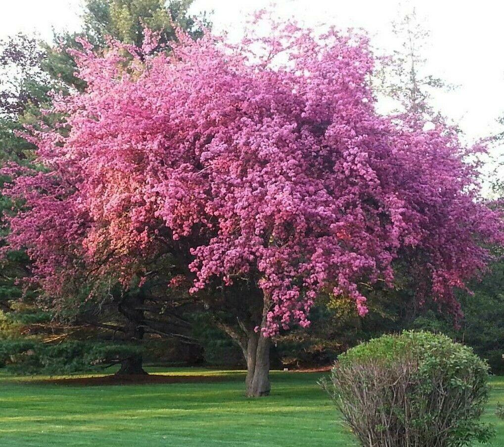 Kwanzan Flowering Cherry Tree - 36-48" Tall - Live Potted Plant - Prunus Kanzan - The Nursery Center