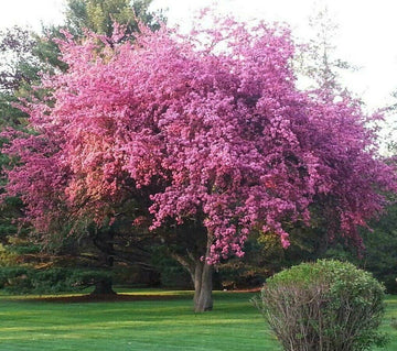 Kwanzan Flowering Cherry Tree - 36-48