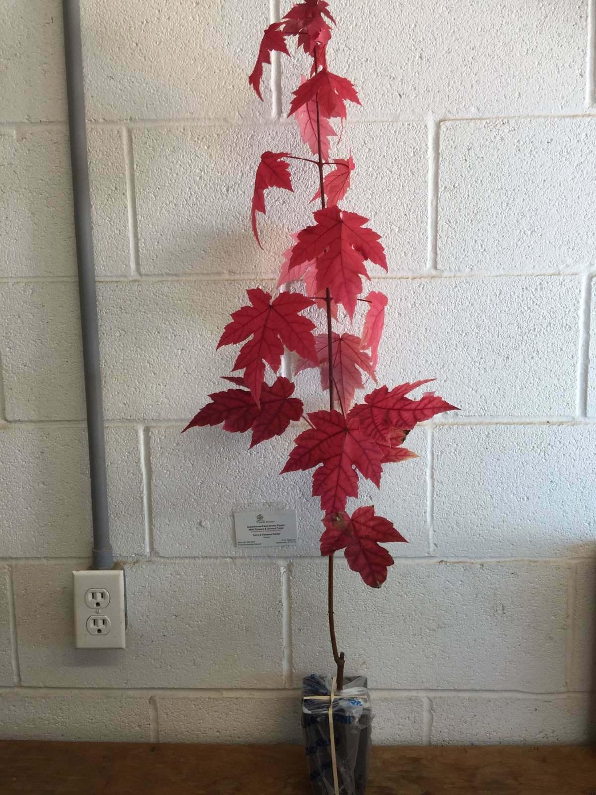 2 Autumn Blaze Maple Trees - Live Plants - 12-24" Tall Seedlings - Quart Pots - The Nursery Center