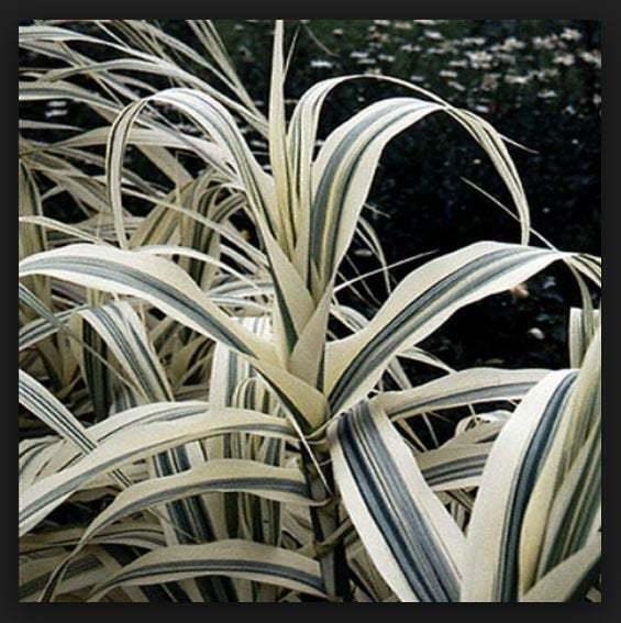 Peppermint Stick Giant Reed Grass - Variegated White - Live Plant - Arundo donax - The Nursery Center