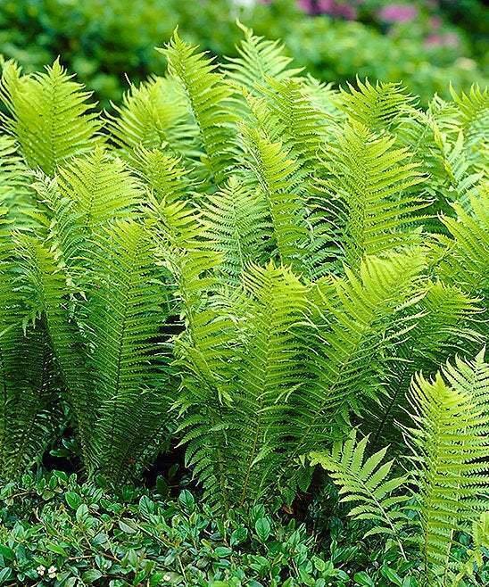 20 Tennessee Ostrich/Glade Fern Rhizomes/Roots - Matteuccia struthiopteris - The Nursery Center