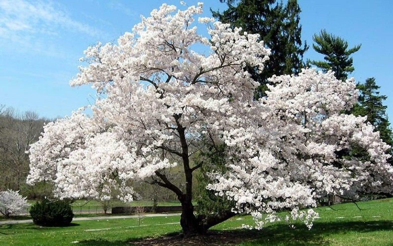 Akebono Flowering Cherry Tree - 6-12" Tall Live Plant - 2.5" Pot - Prunus x yedoensis - The Nursery Center