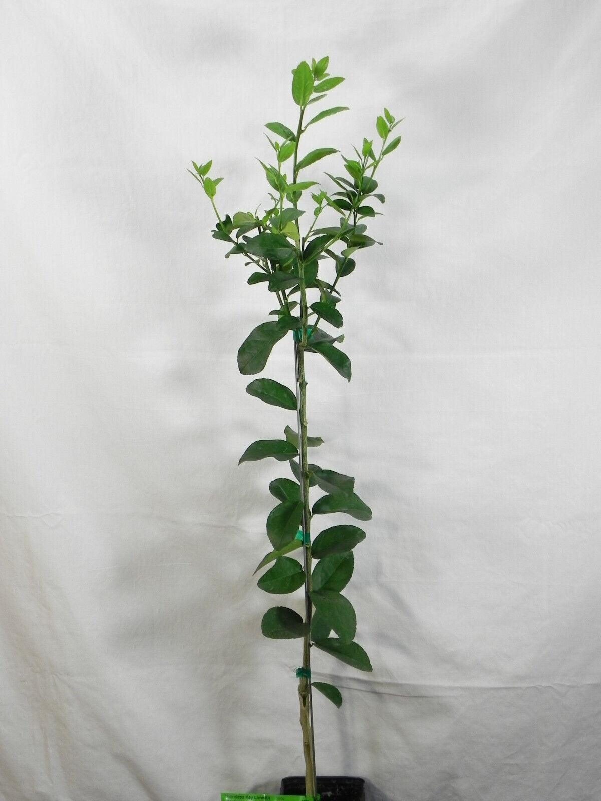 Mexican Key Lime Tree - 26-30" Tall Live Plant, Gallon Pot - Citrus aurantifolia - The Nursery Center