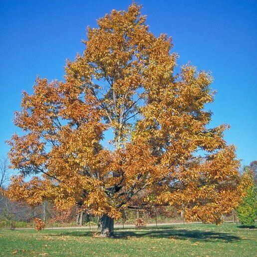 Sawtooth Oak Tree - 24-36" Tall - Live Plant - Bareroot - Quercus acutissima - The Nursery Center