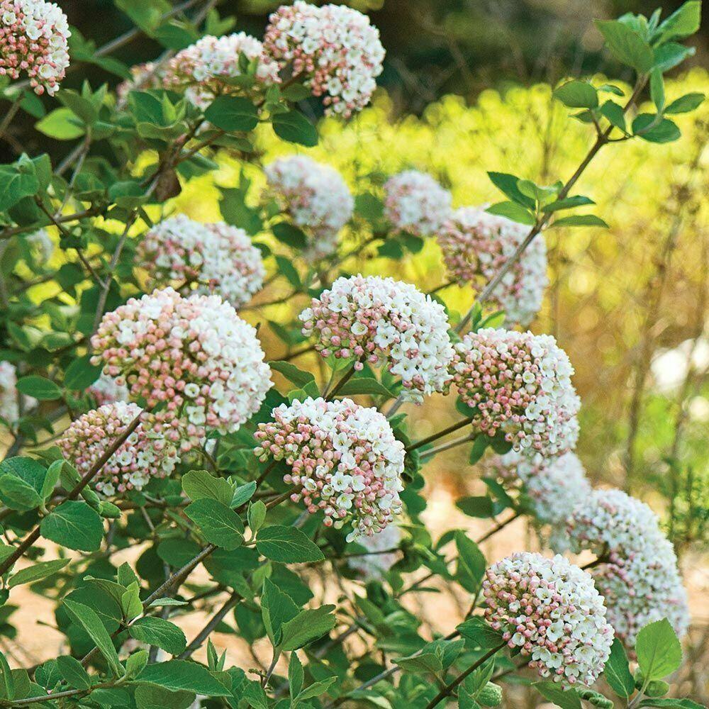 2 Koreanspice Viburnum Shrubs/Bushes (Arrowwood) - 6-8" Tall Live Plants - 3" Pots - Viburnum Carlesii - The Nursery Center