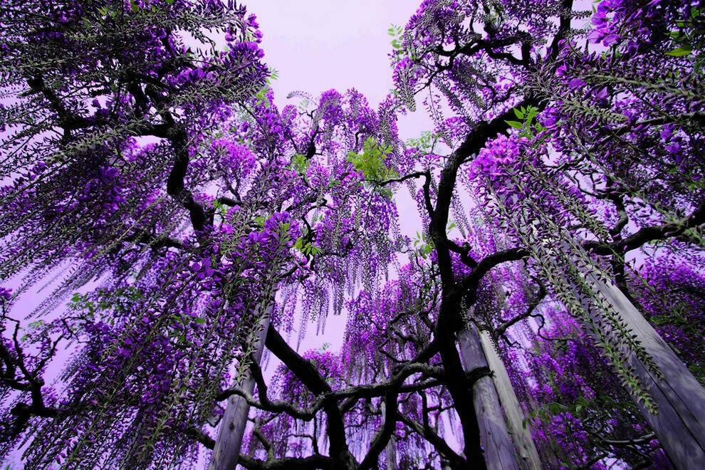 Purple Wisteria Tree/Vine - 6-12 Tall - Live Plant - Bareroot Seedling