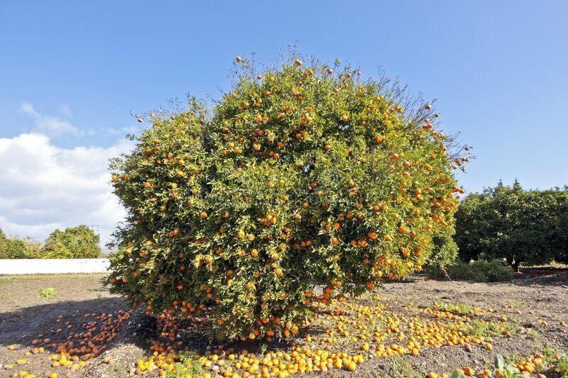 Nules Clementine Tree - 26-30" Tall - Live Plant - Gallon Pot - Grafted - Citrus - The Nursery Center