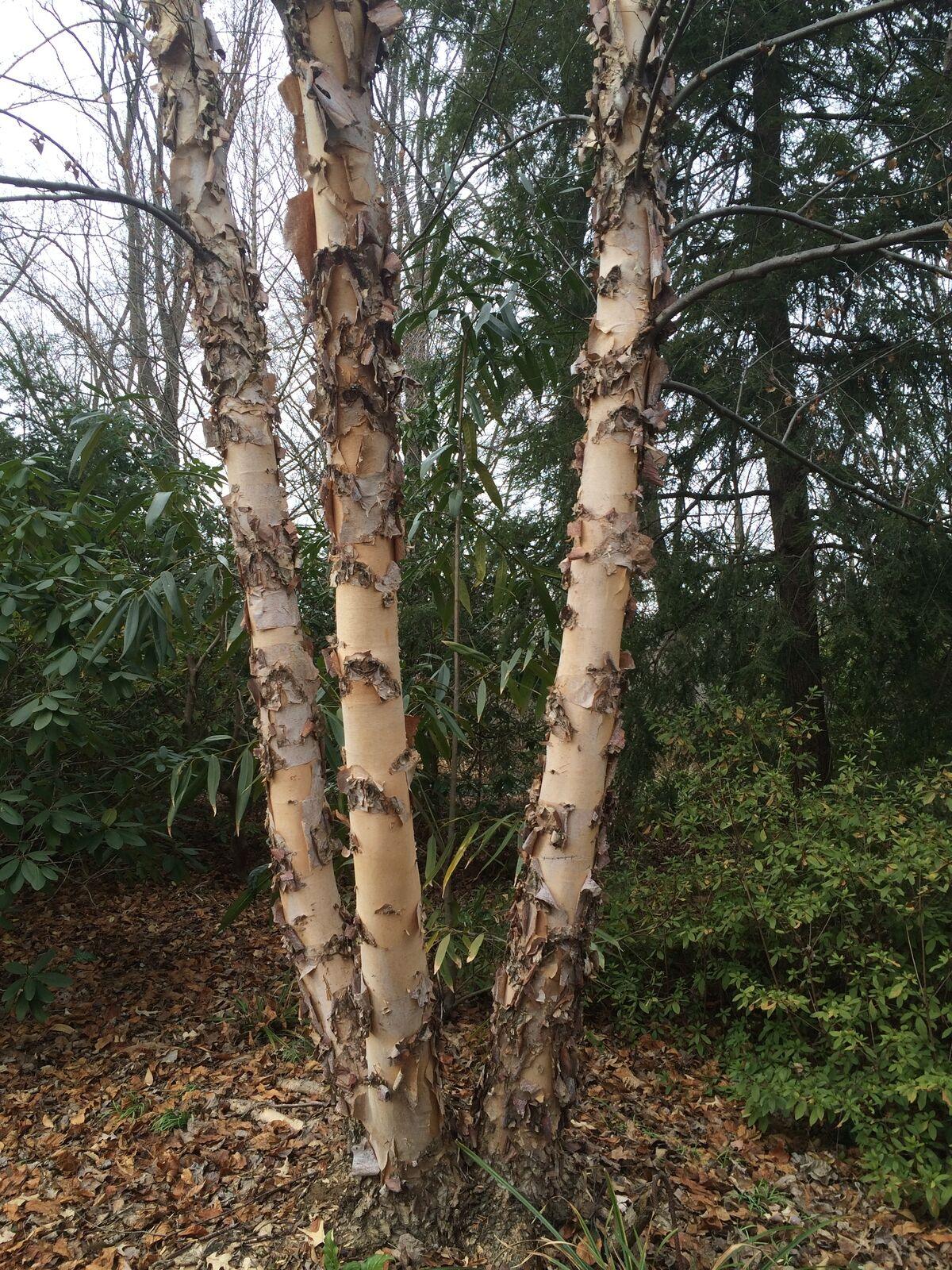 River Birch Multi-Stem Tree - Live Plant - Quart Pot - 12-18" Tall - Betula nigra - The Nursery Center