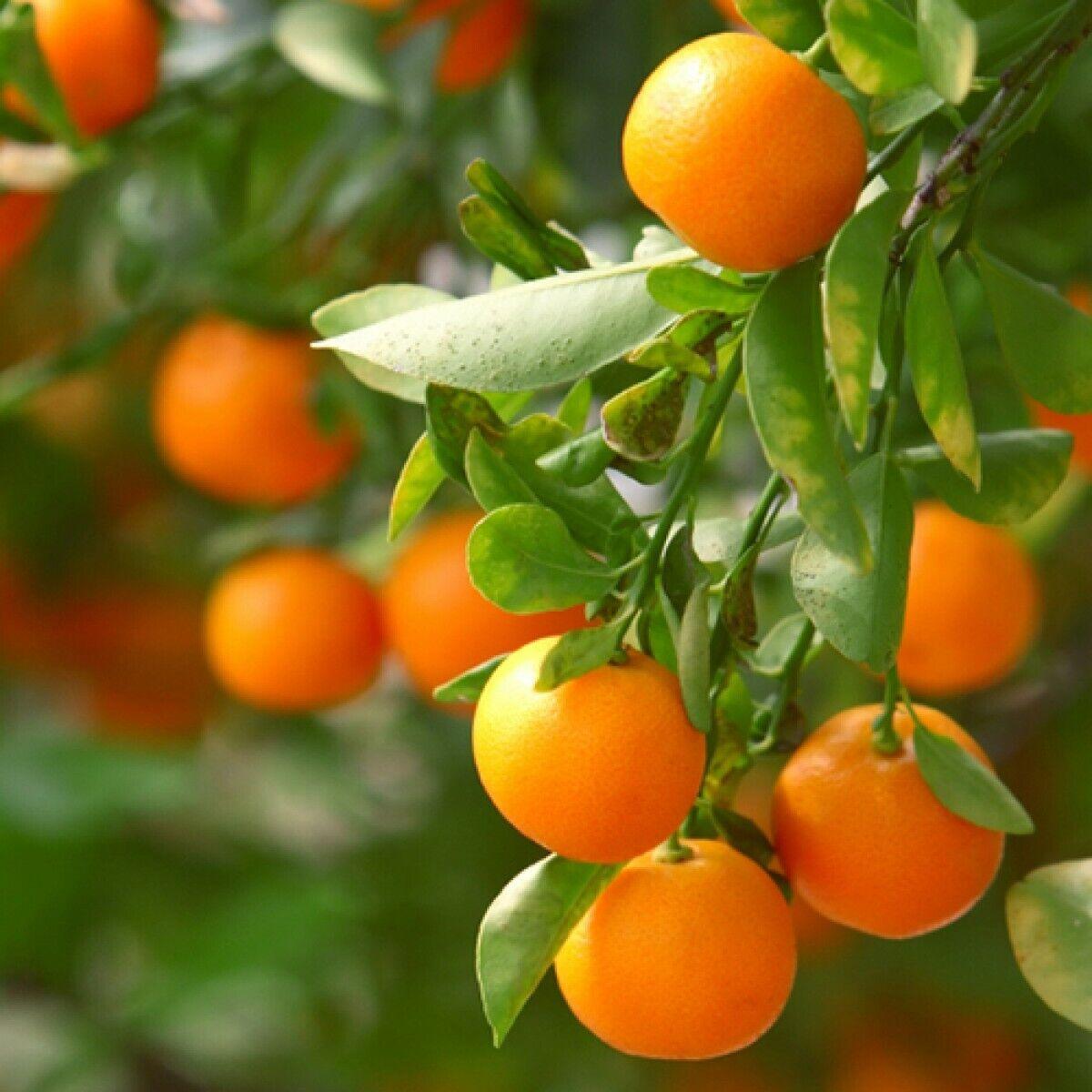 Clementine / De Nules Semi-Dwarf Mandarin Tree