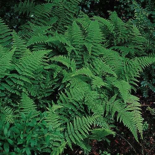 20 Hay Scented Fern Clumps of 10-12 Rhizomes - Dennstaedtia punctilobula - The Nursery Center