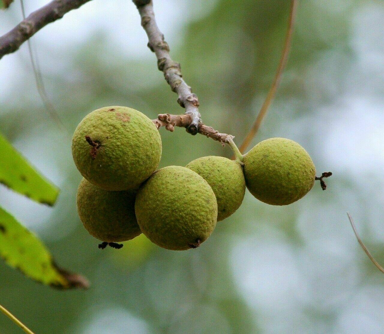 Black Walnut Tree - 24-36" Tall - Live Plant - 2-3 Foot Tall Seedling - Juglans nigra - The Nursery Center