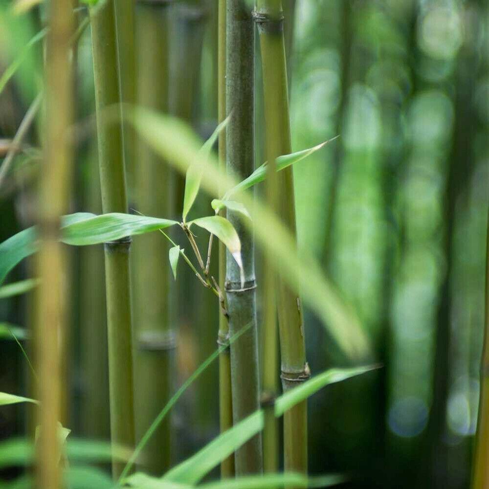 David Bisset Bamboo 1 Gallon Size Live Plant Hardy Phyllostachys