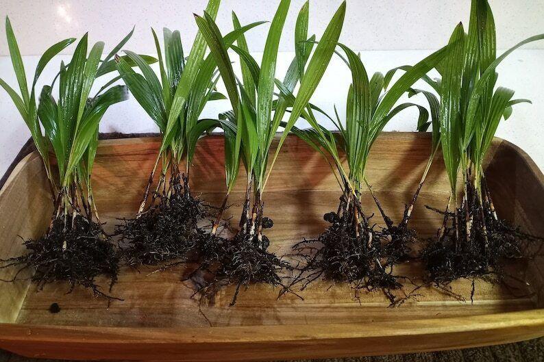 25 Windmill Palm Tree Seedlings - 6-12" Tall Live Plants - Trachycarpus fortunei - The Nursery Center