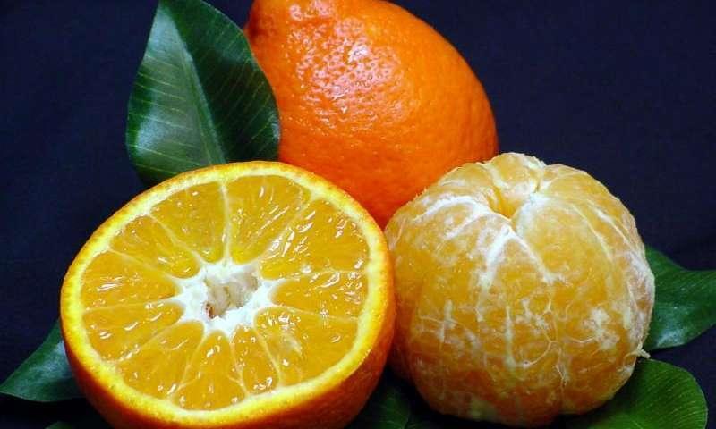 What are the Benefits of Honey Mandarin Oranges? – Fresh from the Sunbelt