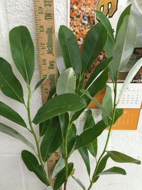 2 Sweetbay Magnolia Trees - Live Potted Plants - 10-18" Tall - Quart Pots - The Nursery Center
