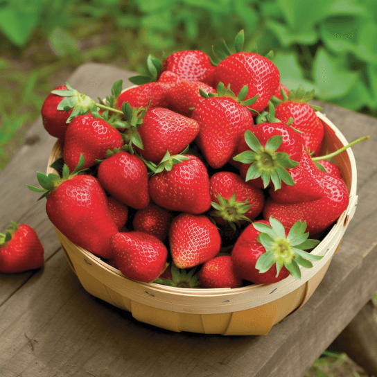 20 Ozark Beauty Strawberry Live Plants, Bare Root - Everbearing - Indoor/Outdoor - The Nursery Center