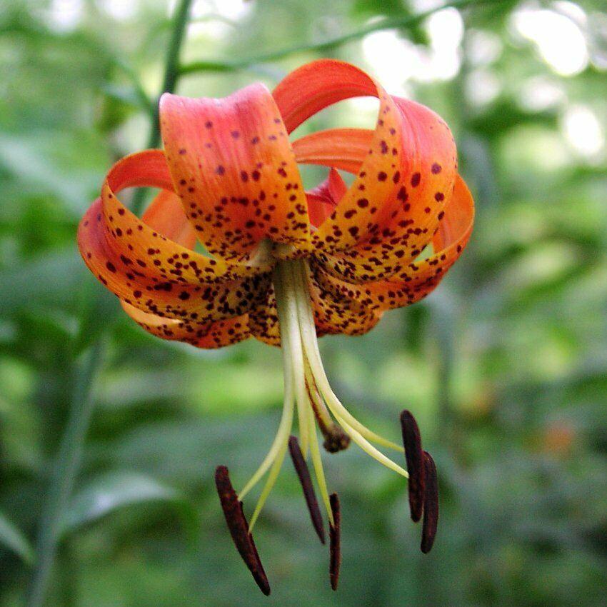 5 Turks Cap Lily Root Bulbs - American Tiger Lily, Turban Lily - Lilium superbum - The Nursery Center