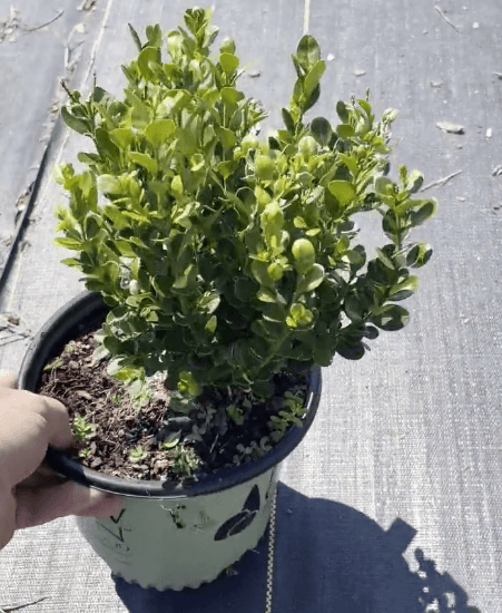 Franklin's Gem Boxwood Shrub/Bush - Gallon Pot - Live Plant - Potted - Outdoor - The Nursery Center