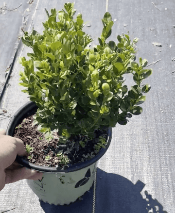 Franklin's Gem Boxwood Shrub/Bush - Gallon Pot - Live Plant - Potted - Outdoor