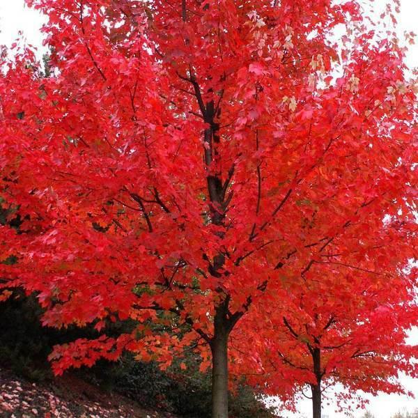 2 Autumn Blaze Maple Trees - Live Plants - 12-24" Tall Seedlings - Quart Pots - The Nursery Center