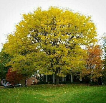 Thornless Honey Locust Tree - 24-36