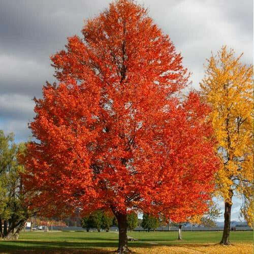 Sun Valley Red Maple Tree - Live Plant - 20-28" Tall - Trade Gallon Pot - Ships Potted - The Nursery Center