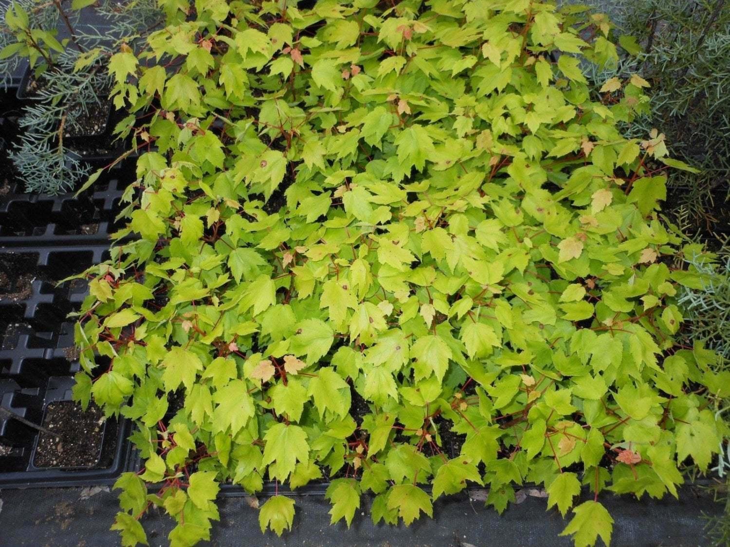 2 Red Maple Trees - Live Potted Plants - 12-16" Tall Seedlings - Quart Pots - The Nursery Center