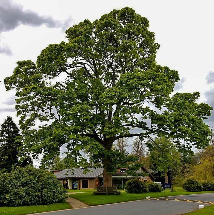 American Sycamore Tree - 36" Tall Seedling - Live Plant - Platanus occidentalis - The Nursery Center