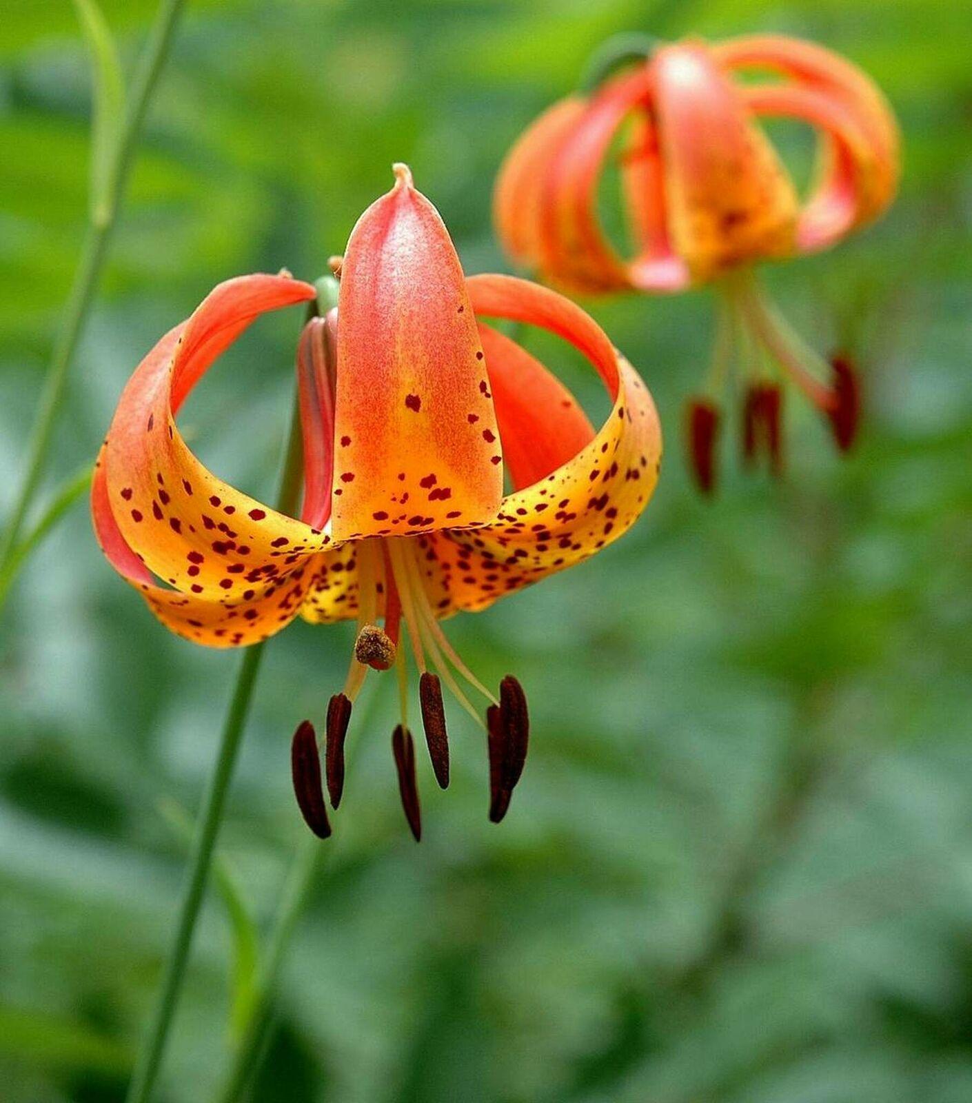 12 Turk's Cap Lily (American Tiger Lily) Mature Root Systems - Lilium superbum - The Nursery Center