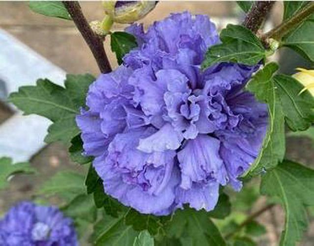 Purple Althea (Rose of Sharon) Shrub - Live Plant - Quart Pot - Ships Potted - The Nursery Center
