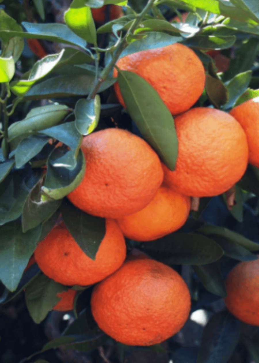 Sugar Belle Orange/Tangerine Tree - 26-30" Live Citrus Plant - Mandarin Hybrid - The Nursery Center