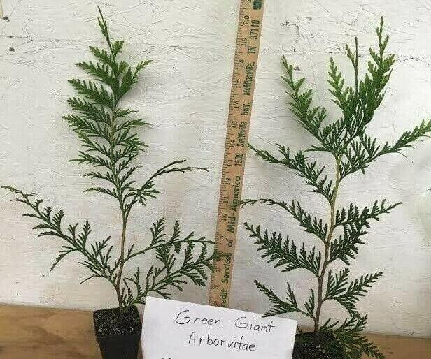 Thuja Green Giant Arborvitae Tree - Live Plant - 6-12" Tall Seedling - 3" Pot - The Nursery Center