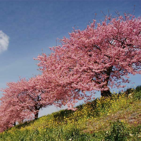 2 Kwanzan Japanese Flowering Cherry Trees - 8-14" Tall Live Plants - 2.5" Pot - The Nursery Center