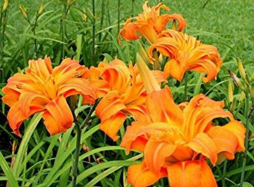 3 Double Orange Bloom Daylily Fans/Root Systems - Hemerocallis fulva 'Kwanso' - The Nursery Center