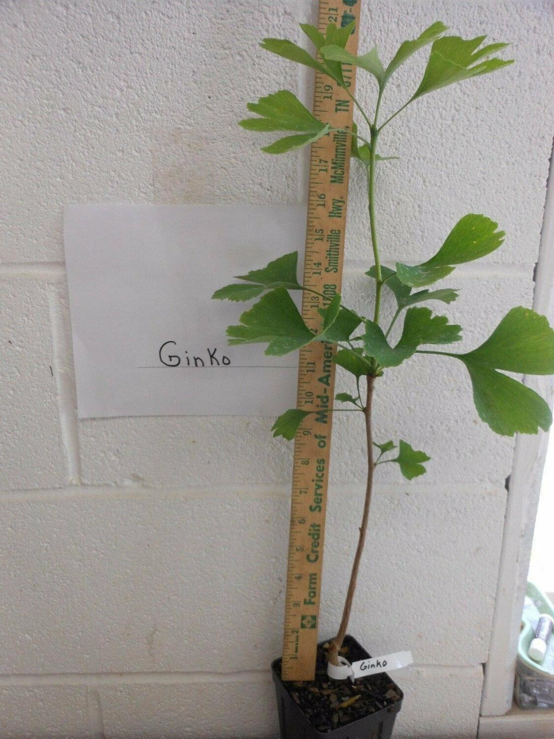 2 Ginkgo (Maidenhair) Trees - 12-18" Tall Live Plants, Quart Pot - Ginkgo biloba - The Nursery Center