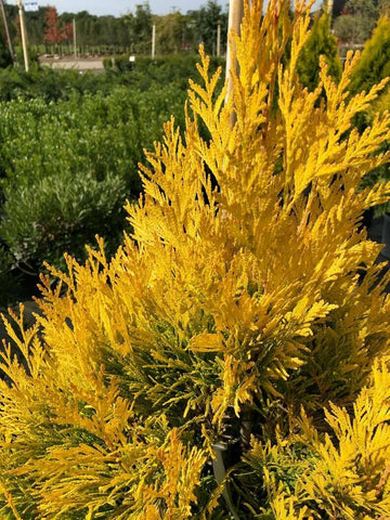 Golden Arborvitae Shrub/Tree - Live Plant - 8-14