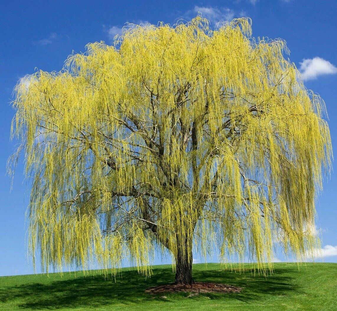 Weeping Willow Tree - 24-36" Tall - Live Plant - Bareroot - Salix babylonica - The Nursery Center