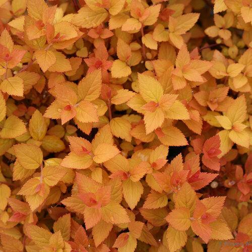 Double Play Candy Corn Spirea Shrub - Live Potted Plant - 4-10" Tall - Quart Pot - The Nursery Center