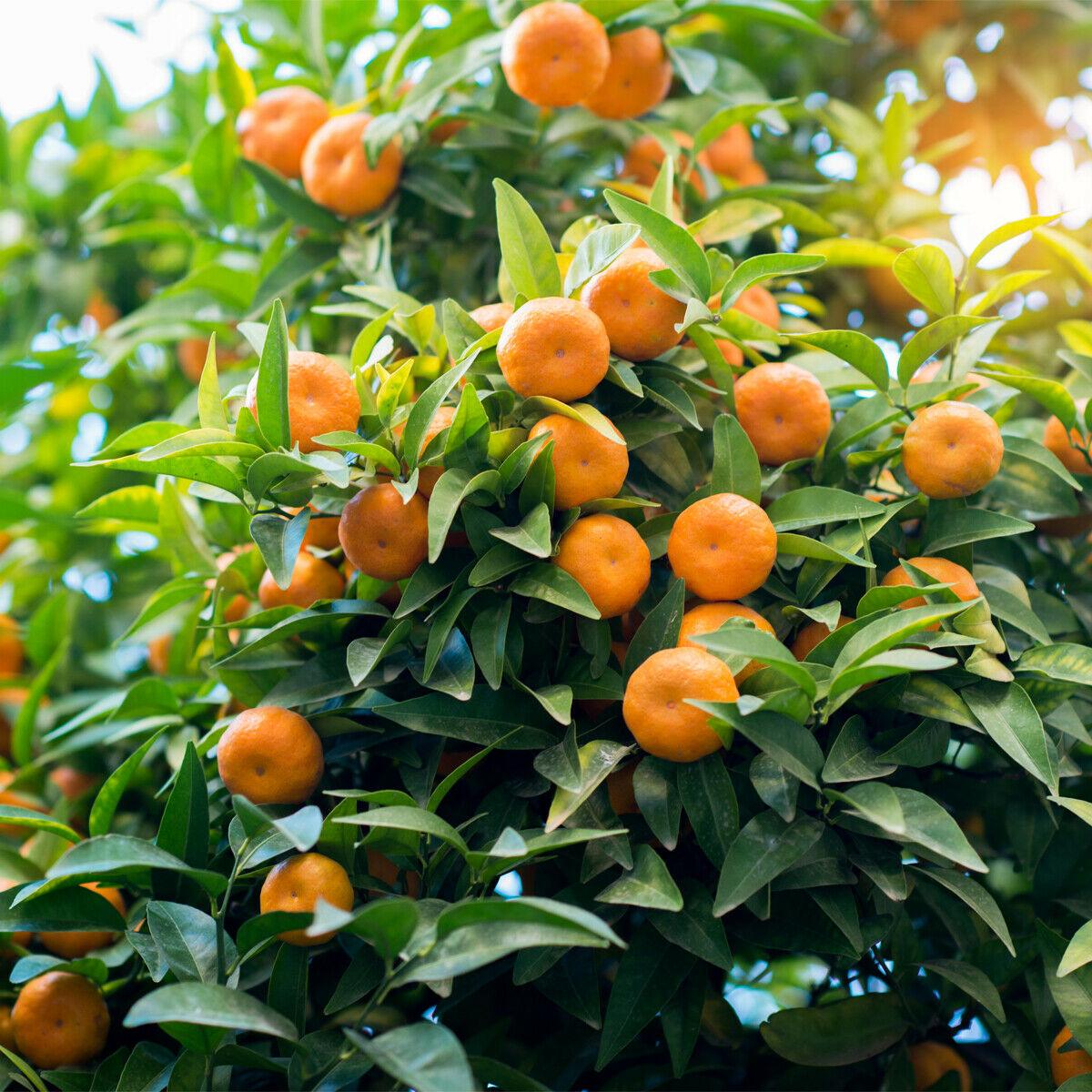 Dwarf Owari Satsuma Mandarin Tree - Live Citrus Plant - 26-30" Tall - Gallon Pot - Grafted - The Nursery Center