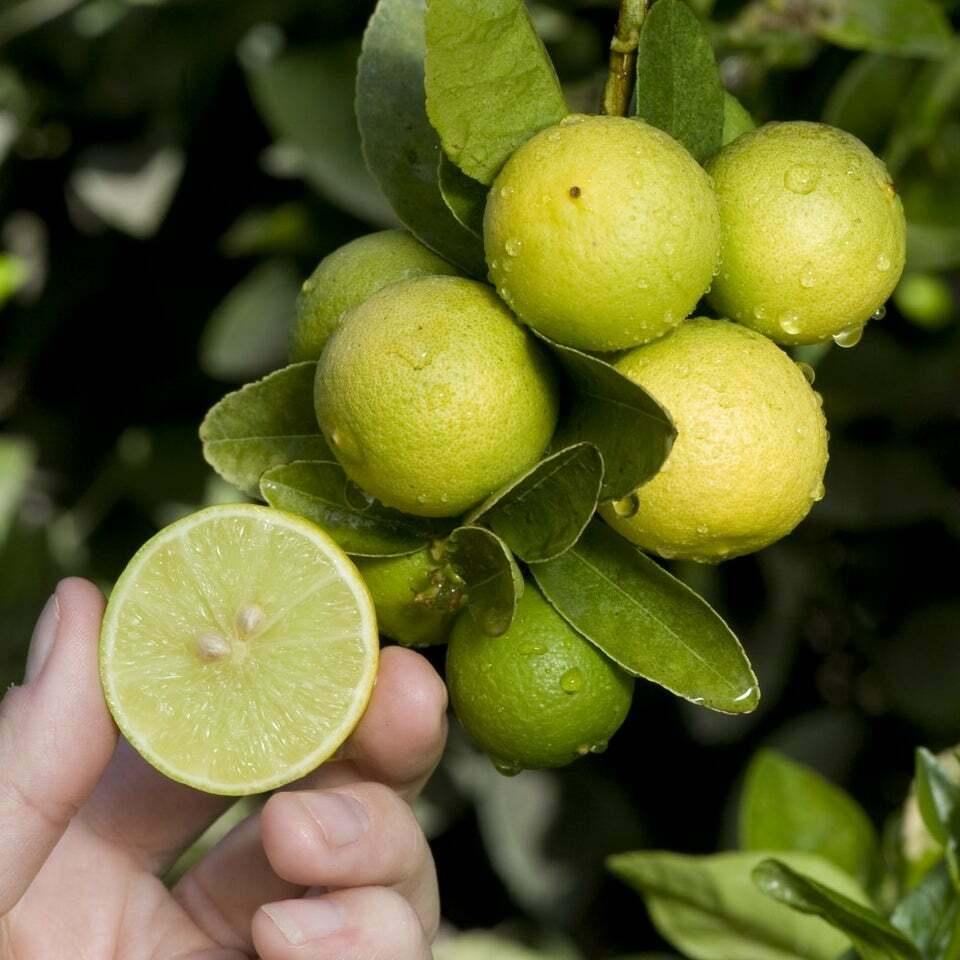 Dwarf Mexican Key Lime Tree - Live Citrus Plant - 26-30" Tall - 1 Gallon Pot - The Nursery Center