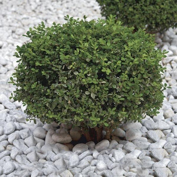 Franklin's Gem Boxwood Shrub/Bush - Gallon Pot - Live Plant - Potted - Outdoor