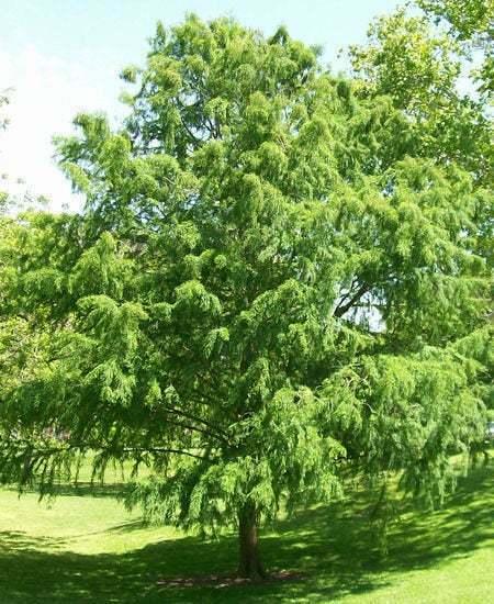 Bald Cypress Tree - Live Plant - 18-24" Tall - Quart Pot - (Taxodium distichum) - The Nursery Center