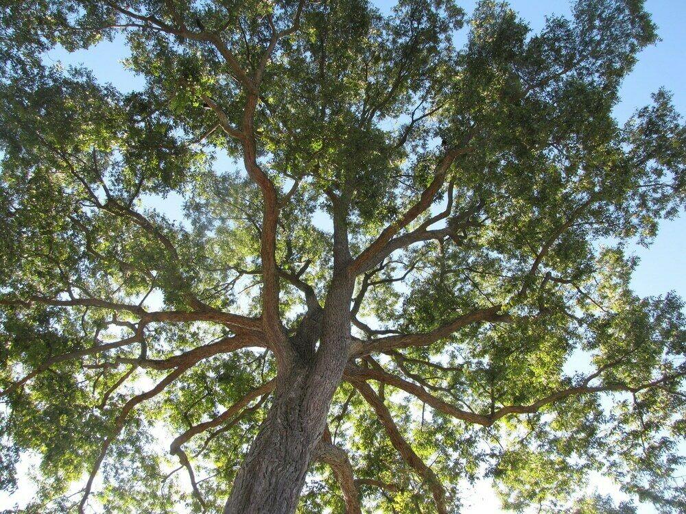5 Pecan Trees - 6-12" Tall Live Plants - Bareroot Seedlings - Carya illinoinensis - The Nursery Center