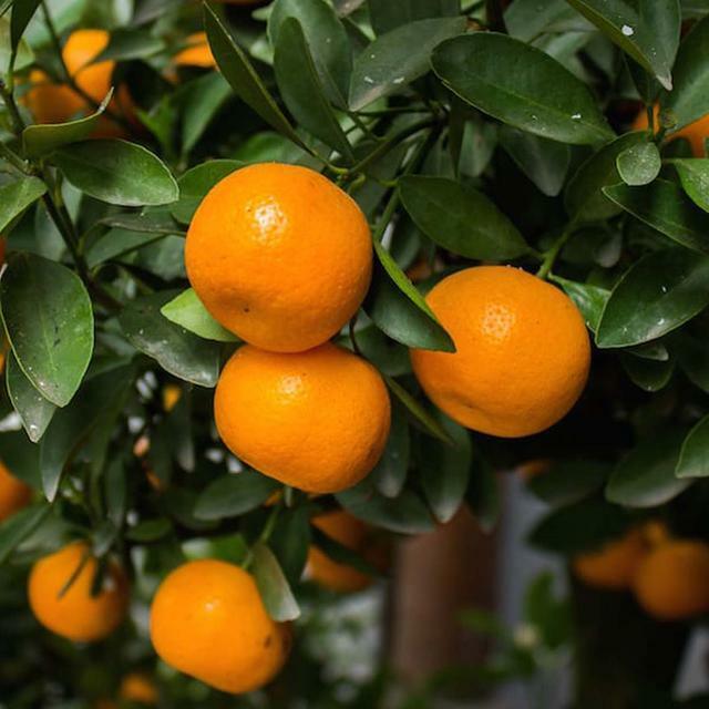 Clementine/Algerian Mandarin Tree - Semi-Dwarf - 18-36" Tall - Live Citrus Plant - Indoor/Outdoor Patio Plant - Gallon Pot - The Nursery Center
