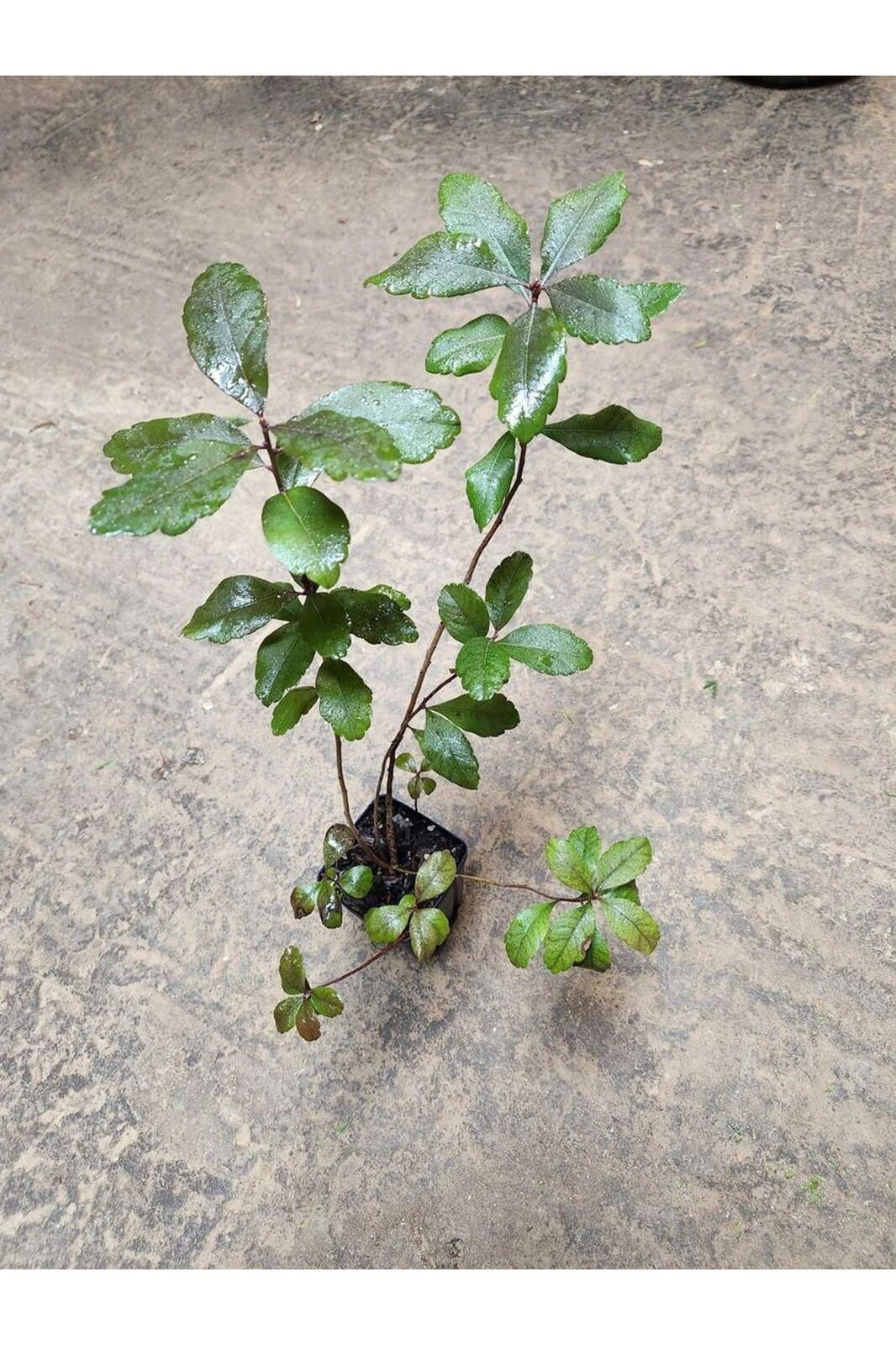 Bayberry Shrub/Bush/Hedge – 8-12" Tall Seedling – Live Plant - 4" Pot - The Nursery Center