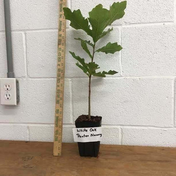White Oak Tree - Live Potted Plant - 12-18